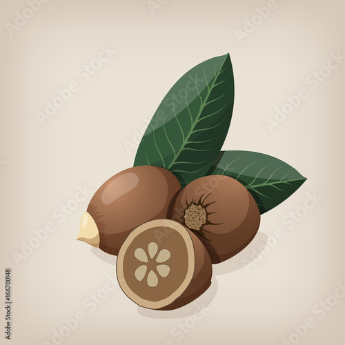 Babassu seeds with leaves. Vector illustration.