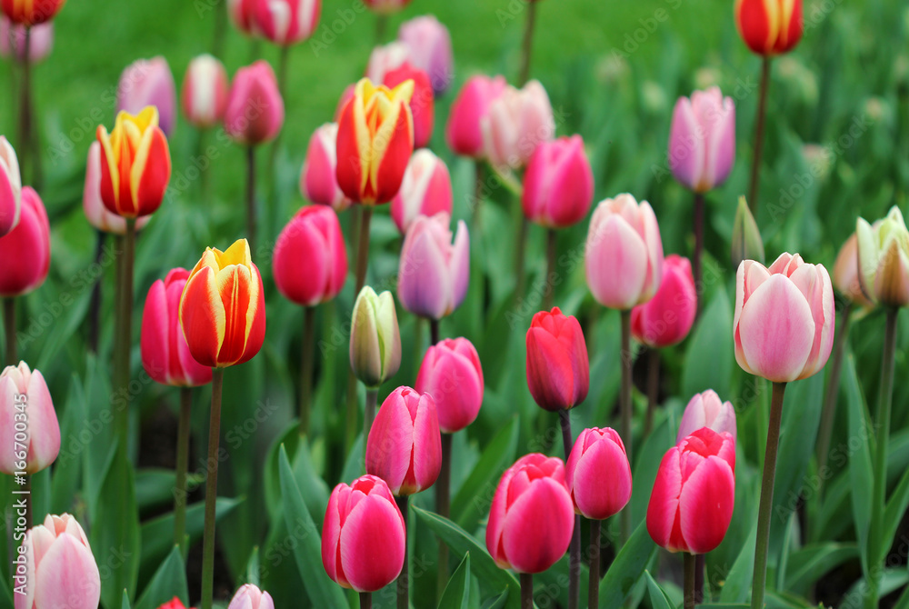 Big amount of the colorful tulip flowers in the flowerbed