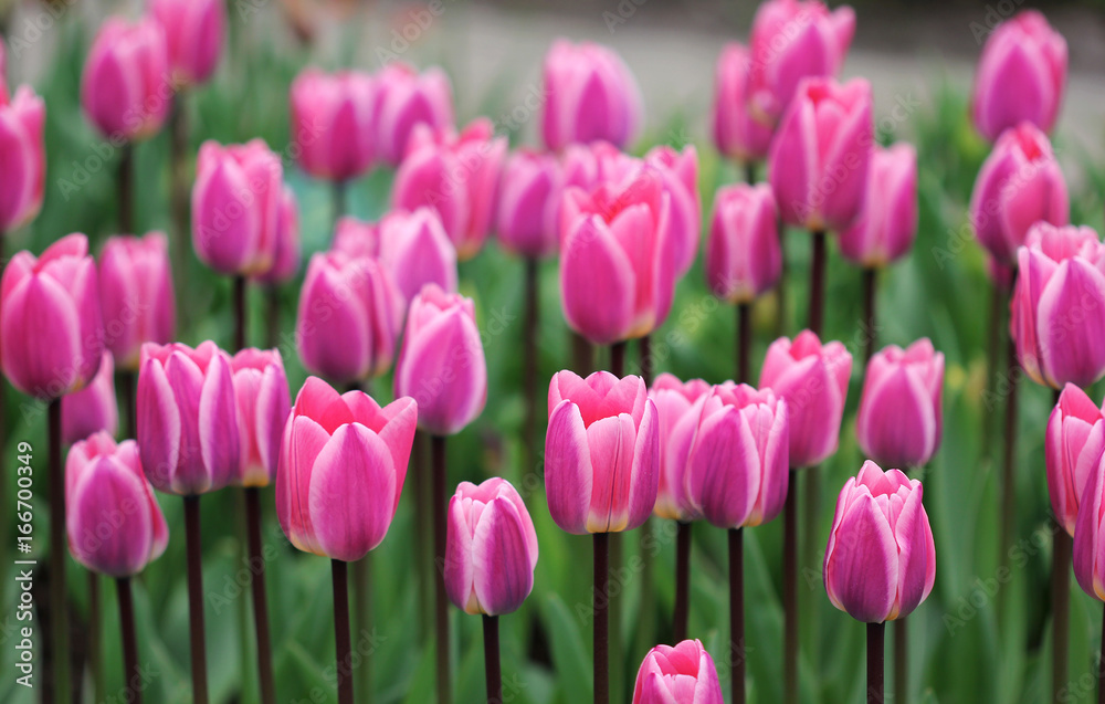 Big amount of the colorful tulip flowers in the flowerbed