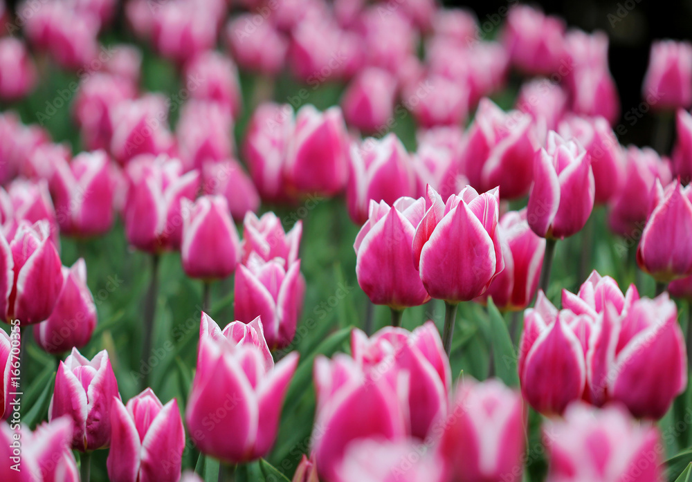 Big amount of the colorful tulip flowers in the flowerbed Big amount of the colorful tulip flowers in the flowerbed