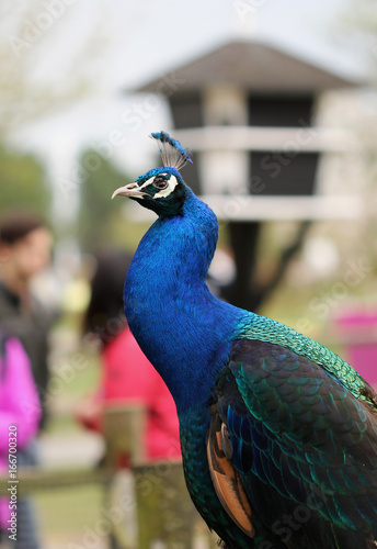 The peacock bird close up portrait photo