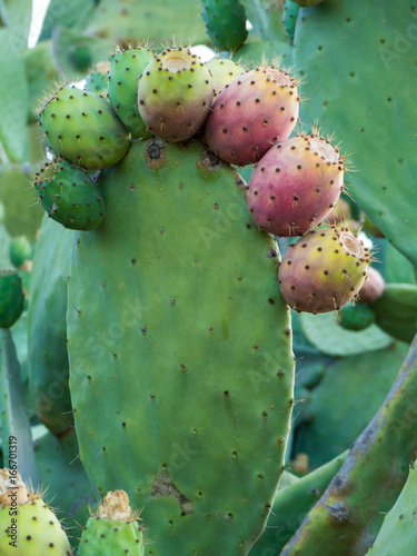 ficus indica plant