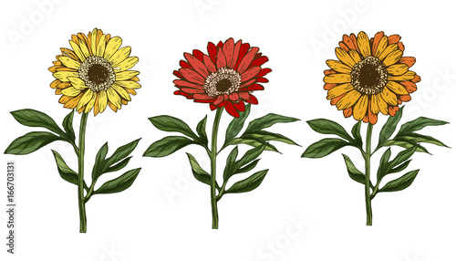 Three hand drawn yellow and red daisy flower with stem and leaves isolated on white background. Botanical illustration