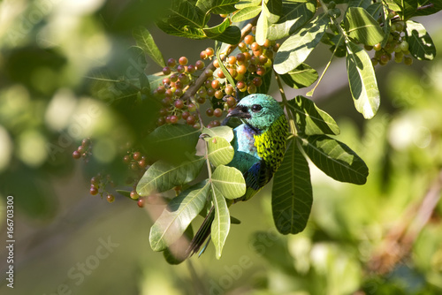 Green-headed Tanager photo