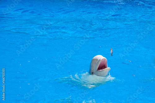 Canvas-taulu Beluga whales, white dolphins eating a fish