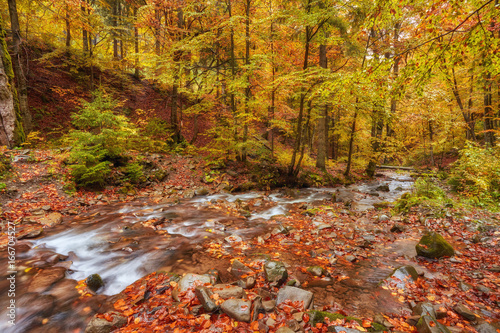 rapid mountain river in autumn.