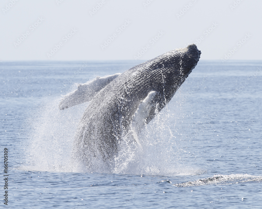 Fototapeta premium Humpback whale breach