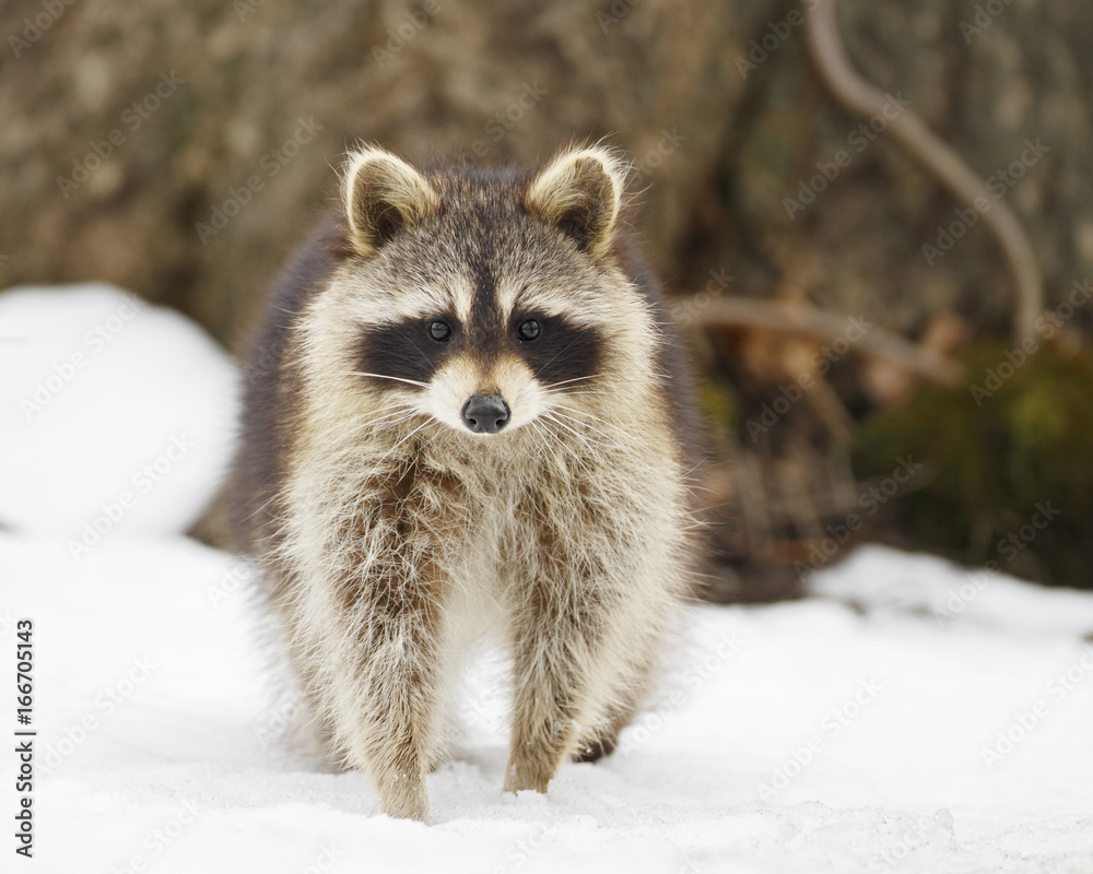 Obraz premium Raccoon