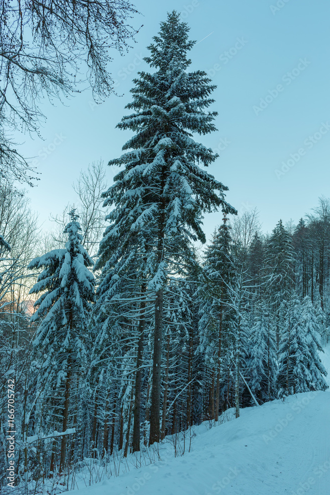 Naklejka premium Winter landscape of snow and pines with blue tinting. Swiss mountains in winter.