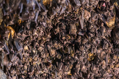 Many bats hanging on the ceiling of the cave Pura Goa Lawah in Bali, Indonesia.