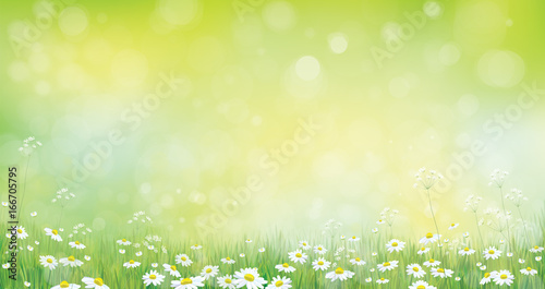 Vector nature background, green grass border and chamomiles.