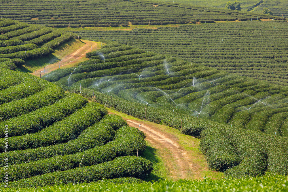 Mae Chan tea plantations in Northern Thailand