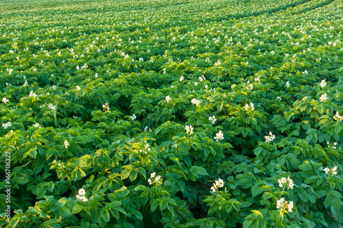 Potato field with blooming flowers. Green field of potatoes.