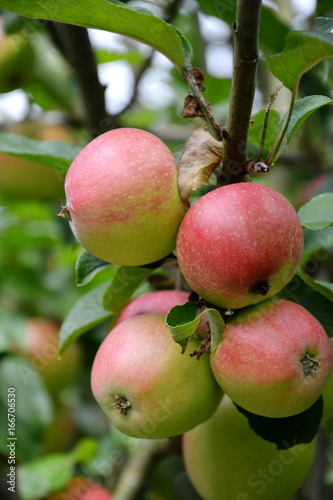 Apfelbaum mit fast reifen Äpfeln