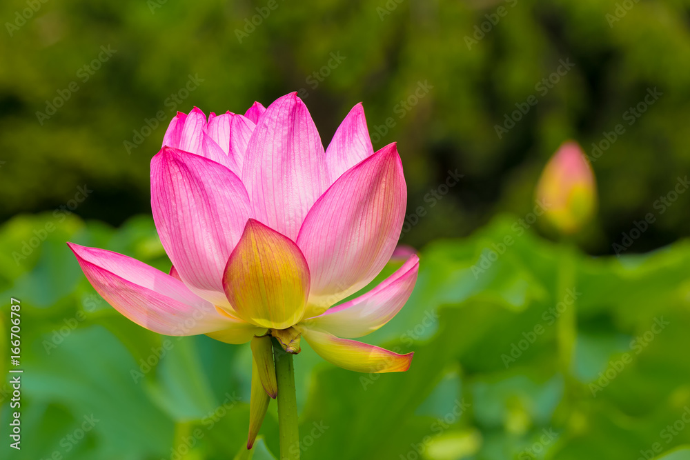 The Lotus Flower.Background is the lotus leaf and lotus bud and tree.Shooting location is Yokohama, Kanagawa Prefecture Japan. The Lotus Flower.Background is the lotus leaf and lotus bud and tree.Shooting location is Yokohama, Kanagawa Prefecture Japan.
