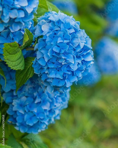 Blue hydrangea flower closeup on Nantucket