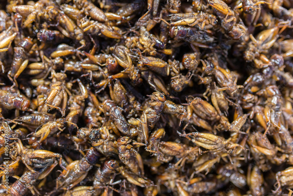 Exotic Asian food. Fried grasshoppers is a popular street food in Myanmar (Burma) Exotic Asian food. Fried grasshoppers is a popular street food in Myanmar (Burma)