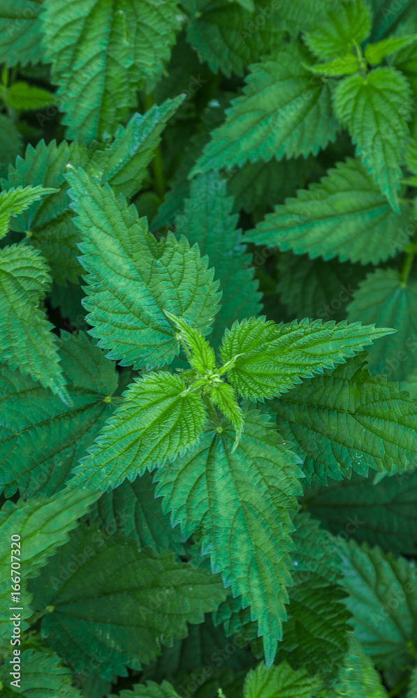 Urtica