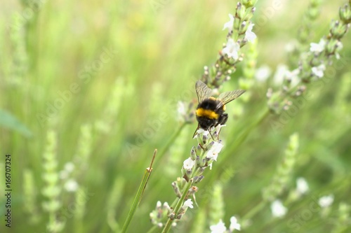 Bumblebee collecting pollen from a white lavender flower. © mimpki