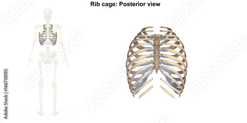 Rib Cage Posterior view