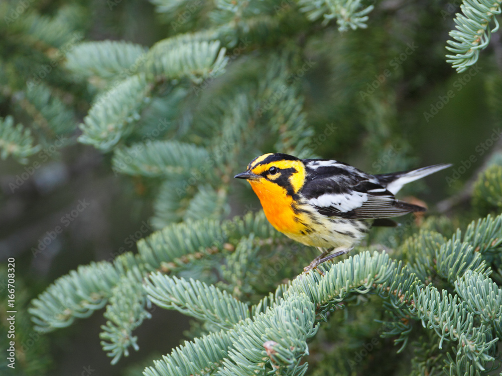 Fototapeta premium Blackburnian Warbler
