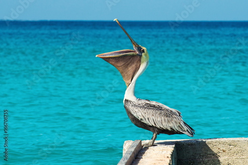 Pelican stands on a pier with a beautiful exotic blue sea. A tropical serene pier scene with the Caribbean Sea.
