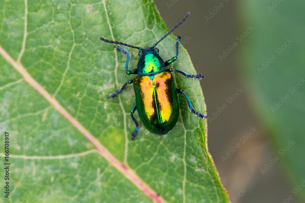 Fototapeta premium Dogbane Beetle