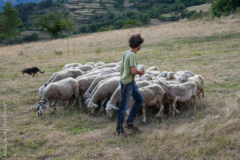 Naklejka premium Rentrons les brebis