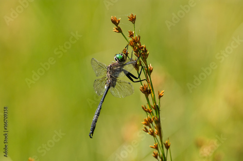 Hine's Emerald Dargonfly