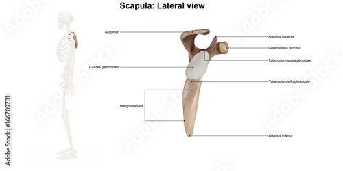 Scapula_Lateral view