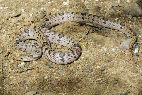 Image of banded kukri snake(Oligodon fasciolatus) on the ground. Reptile Animal