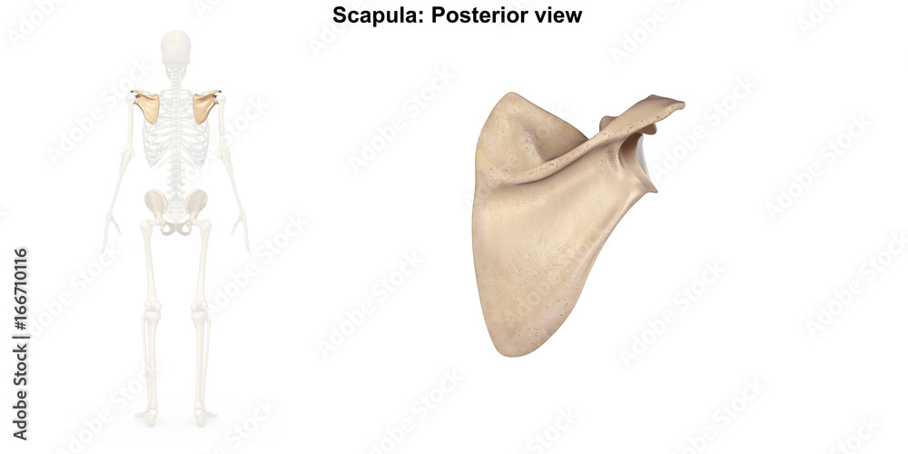 Photography Scapula_Posterior view