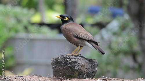 A bird sits on a branch. The common myna.