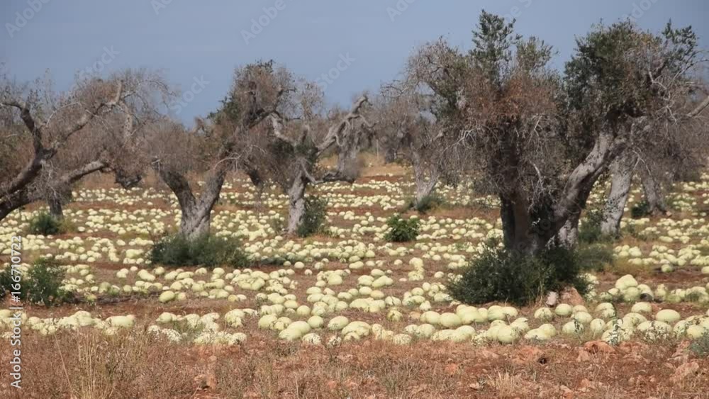 Citrullus lanatus Watermelon بطيخ أحمر field Melón de agua Video Vesimeloni Wassermelone Campo Vandmelon síndria Lubenica Angurie sandía cocomeri Puglia Agriculture patilla Pastèque Agricoltura Citrullus lanatus Watermelon بطيخ أحمر field Melón de agua Video Vesimeloni Wassermelone Campo Vandmelon síndria Lubenica Angurie sandía cocomeri Puglia Agriculture patilla Pastèque Agricoltura