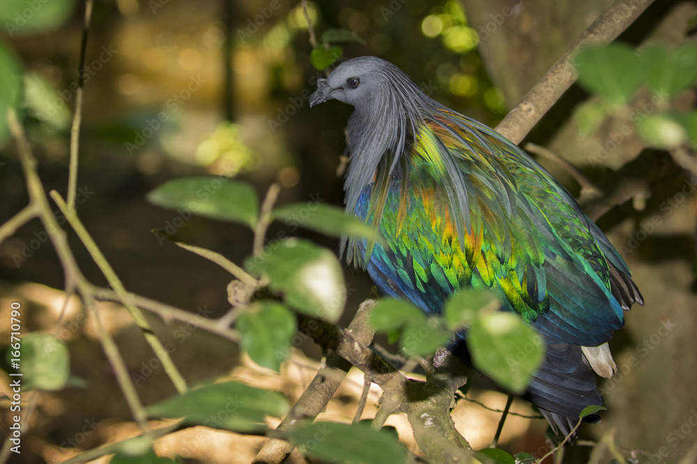 Obraz premium Image of nicobar pigeon on nature background. Bird, Animals.