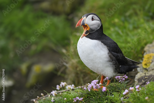 Atlantic Puffin - Fratercula arctica, Shetlands, United Kingdome