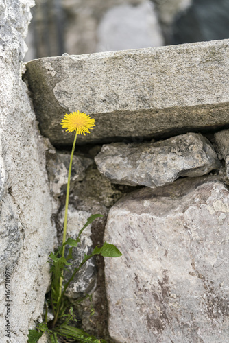 Fototapeta Naklejka Na Ścianę i Meble -  Bright yellow dandelion growing in the cracks amongst rocks in the garden outdoors on a sunny day