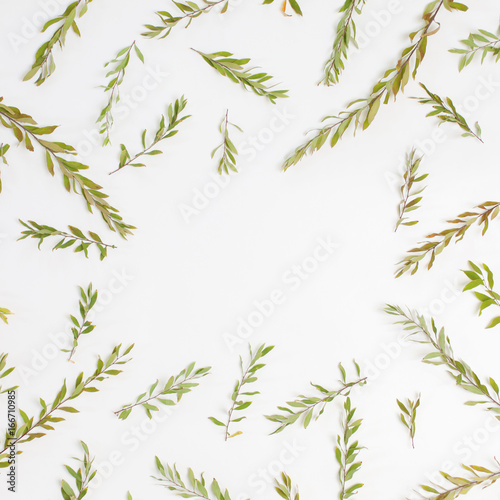 Fototapeta Naklejka Na Ścianę i Meble -  Frame with branches, leaves and petals isolated on white background. Flat lay, top view. Arradgement of gray grefsheim (spiraea cinerea) plant.