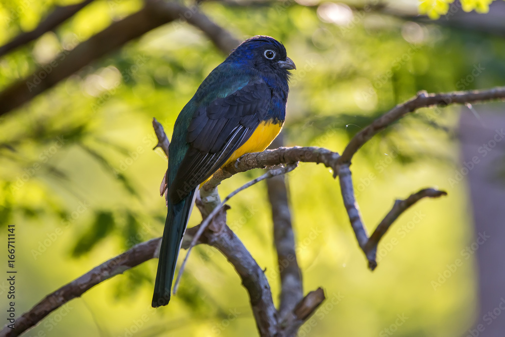 Fototapeta premium Trogon