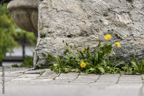 Fototapeta Naklejka Na Ścianę i Meble -  Small cluster of dandelion weeds growing against an old wall of a building on paving in a low angle view