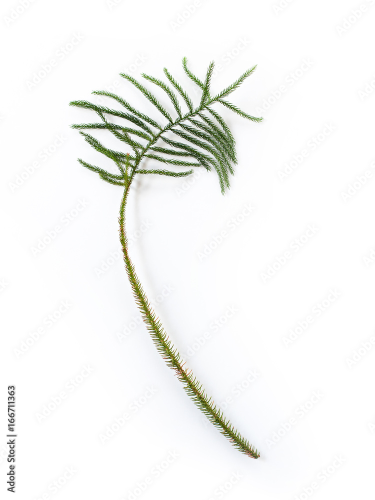 pine leaf (fir) on white background, flat lay, top view pine leaf (fir) on white background, flat lay, top view