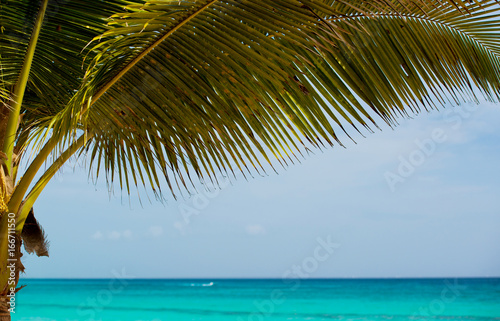 Palm tree on the background of the sea and sky