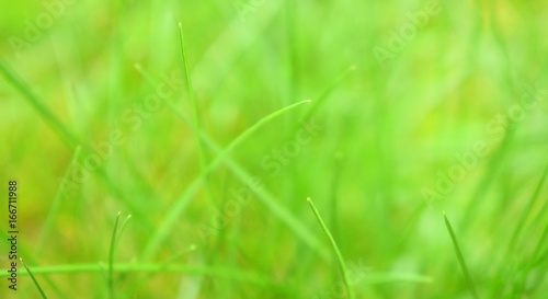 Beautiful green grass on a blurry background.