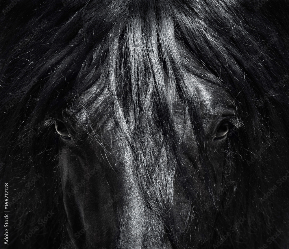 Fototapeta premium Portret zamknięty Hiszpański purebred koń z długą grzywą. Czarno-białe zdjęcie.