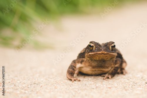 croak photo