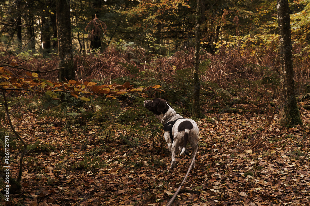    old Danish pointer dog in af leash in  forest with fallen leaves in the forest floor      