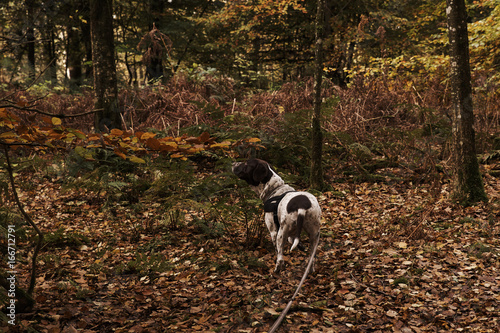    old Danish pointer dog in af leash in  forest with fallen leaves in the forest floor      