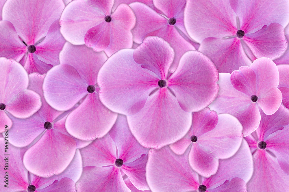 A pink hydrangea flower in closeup