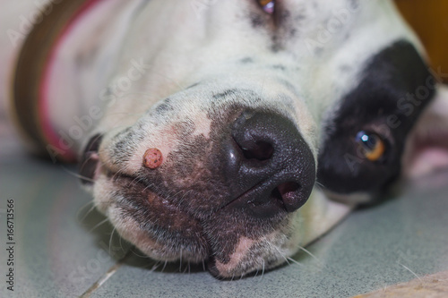 Lying English pointer mix phenotype white dog in black dots portrait close-up with big wart on the muzzle close-up