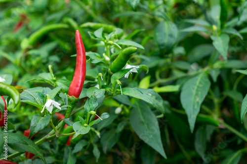Thai chilli tree